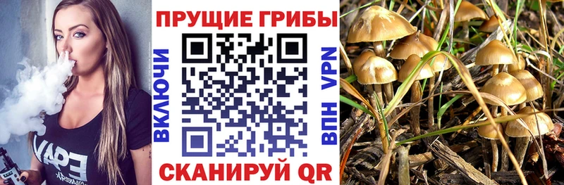 Псилоцибиновые грибы Psilocybine cubensis  Минусинск 